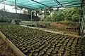 Seedlings being raised in polybags under shade