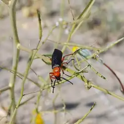 Lytta magister in Anza-Borrego Desert State Park