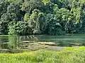 Remains of Divine Bridge leading to Syonan Jinja at MacRitchie Reservoir