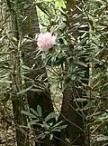 Rhododendron japonoheptamerum var hondoense2