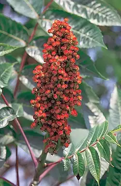 Fruit