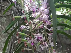 New fruits of Rhynchostylis retusa
