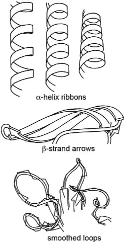 Spiral helix ribbons, beta-strand arrows, and smoothed loops, hand-drawn by Jane Richardson