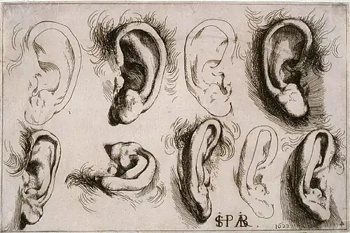 Studies of Ears, 1622, etching, 14.6 x 22.2&nbsp;cm.