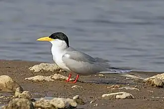 River tern (Sterna aurantia).jpg