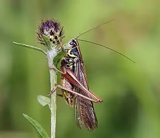 Metrioptera roeselii, (Tettigoniinae)