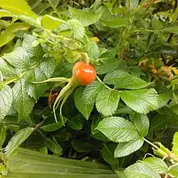 Rosa rugosa