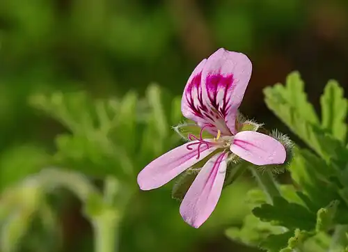 Image 10 Pelargonium graveolens Photo credit: Laitche The Rose Geranium (Pelargonium graveolens) is a plant indigenous to various parts of southern Africa, and in particular South Africa. This specific species has great importance in the perfume industry. Its cultivars have a wide variety of smells, including rose, citrus, mint, coconut and nutmeg, as well as various fruits. More selected pictures