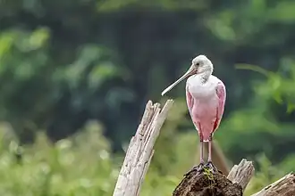 young adult, Ecuador