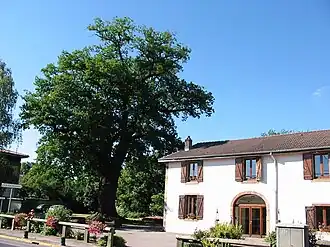 Old oak tree and town hall