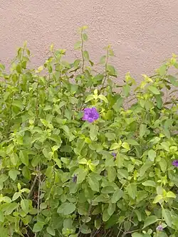 subsp. peninsularis in cultivation