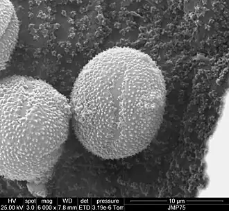 Pollen grain
