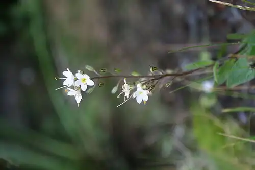 Inflorescences