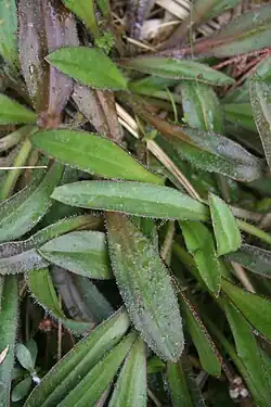 Leaves of P. udicola
