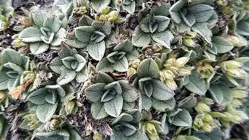 Growth habit with forming fruits