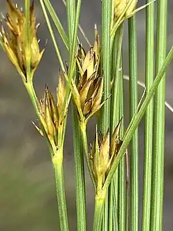 Young flowering heads