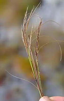 Flowering heads (inflorescences)