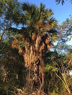 Mature S. mexicana in natural state.