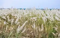 A field of tall brown grasses during the daytime