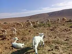 Photo of some sheep in a desert