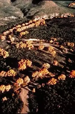 Fall colors in the San Pedro Riparian NCA.