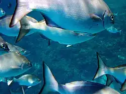 School of sea chubs (Kyphosus)