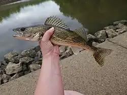 Sander canadensis × vitreus - Jensyn Scott - 376881973.jpeg