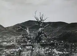 The devastated Sannō camphor trees, 1945