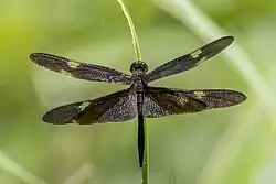 Male, Cattana Wetlands