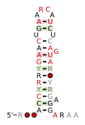 A consensus secondary structure and primary sequence for the 3` Sarcin-Ricin (or bulged-G) RNA motif.