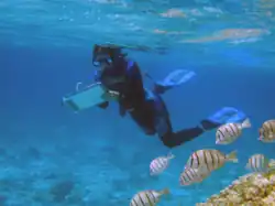 A scientist counts fish in the sanctuary in&nbsp;2006