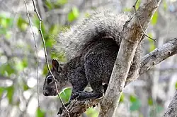 Gray squirrel