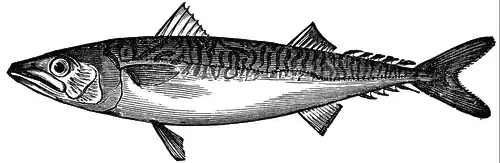 Atlantic mackerel