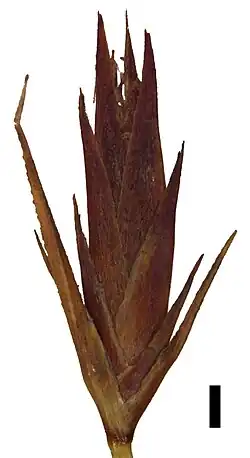 Spikelet (black scale bar represents 1&nbsp;mm)