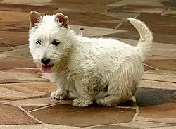 "A white Scottish Terrier with its back turned, although its head is turned back towards the camera."