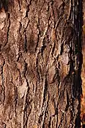 Bark