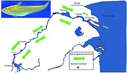 Migratory route of the fish.