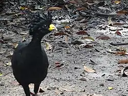 Great curassow