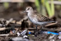 Playerito gracioso (Calidris pusilla)