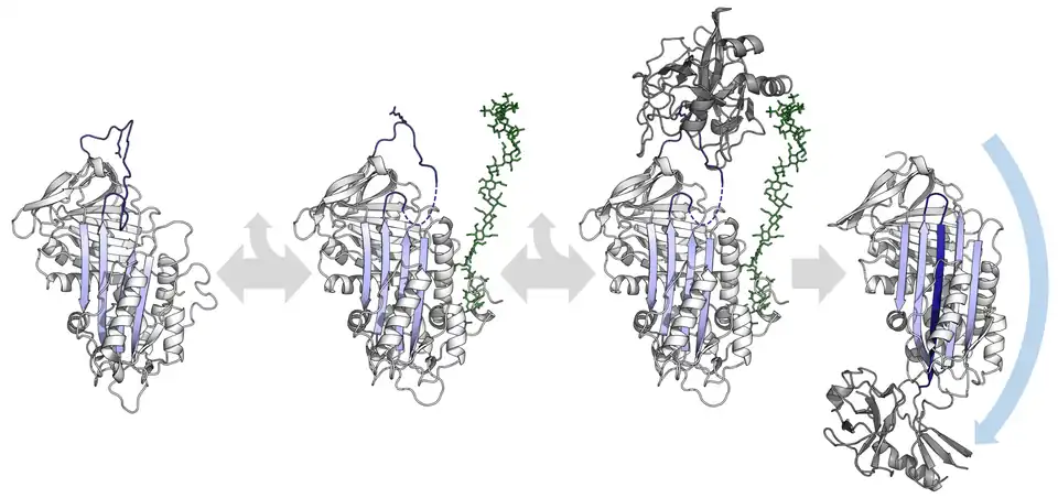 Diagram of serpin activation by heparin