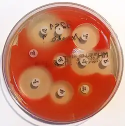 An antibiogram of Serratia marcescens. Each disk is labelled with the antibiotic it contains (e.g. AMC30, 30 μg amoxicillin/clavulanic acid)