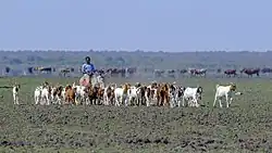 Image 43Man on donkey herding goats in a dry river bed (from Economy of Botswana)