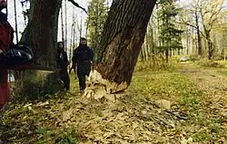 The first oak tree for the keel