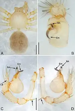 Siamlema changhai specimine