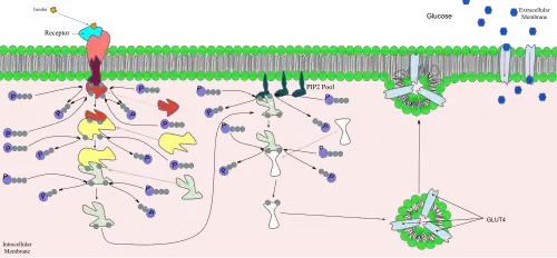 Signal transduction of Insulin: At the end of the transduction process, the activated protein binds to the PIP2 phospholipids embedded in the membrane.