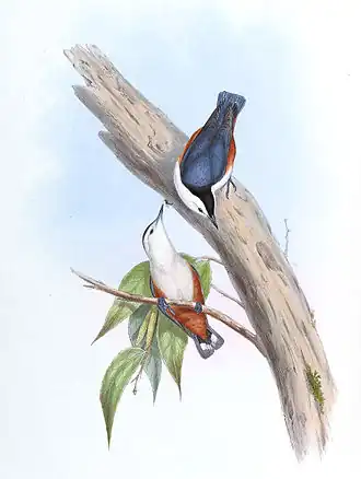 Illustration by Gould & Richter of a white-cheeked nuthatch pair, the closest relative of S  przewalskii, showing its obviously whiter underparts