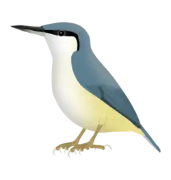 Western rock nuthatch (S. neumayer)