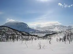 Deep snow at the treeline, Junkerdal National Park