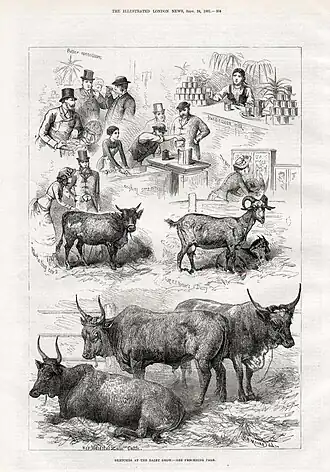 Sketches at the Dairy Show; The Illustrated London News, 1881