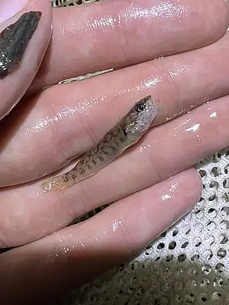 Slabrock Darter, Kentucky Lake, New Concord, KY, US imported from iNaturalist photo 238421937.jpg